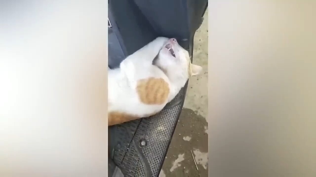 Funny cat new video 2023
