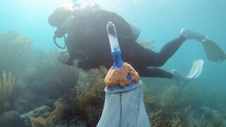 Regrowing Coral To Protect Coastlines