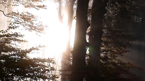 A beautiful view of the sun rising in the forest