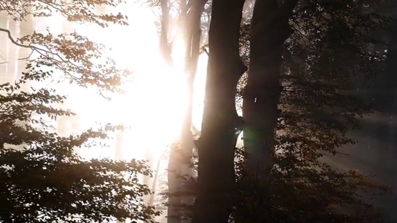 A beautiful view of the sun rising in the forest