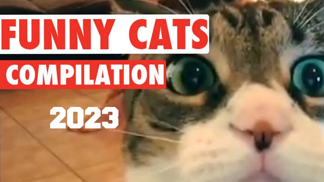 Funny cats compilation 2023 very funny