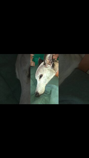 Ash the whippet came for a visit