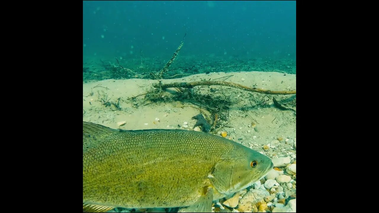 bedded bass