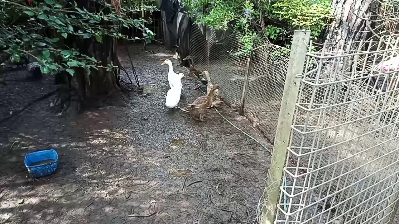 Indian Runner Ducks