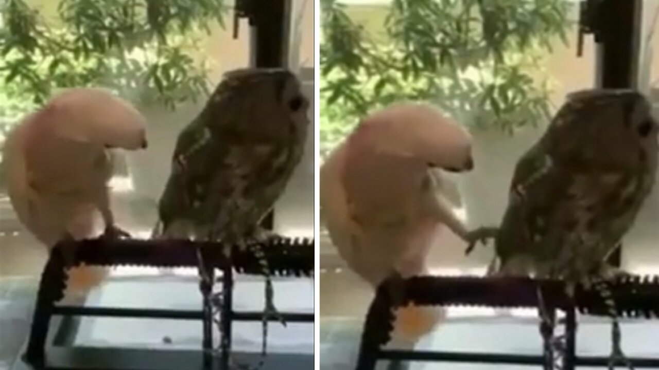 Parrot having a blast annoy his calm friend Owl