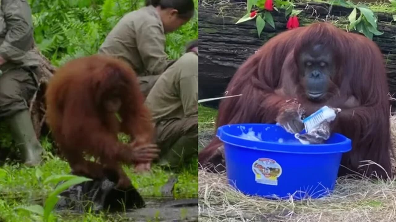 Orangutan shows humans how to wash hands in times of Coronavirus