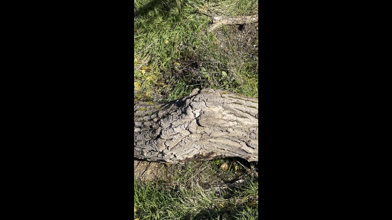 Tree Growing in Hillside