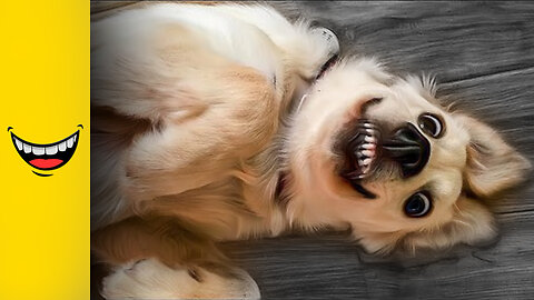 Funny animals - Funny cats / dogs
