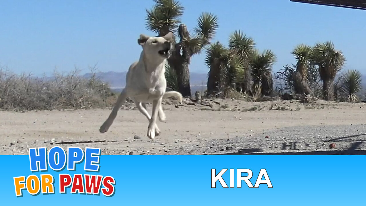 Labrador Retriever abandoned in the desert and was too scared to let us help her.