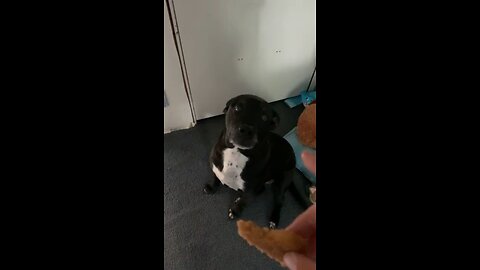 Waiting to eat the chicken