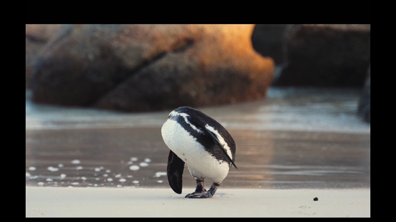 penguins