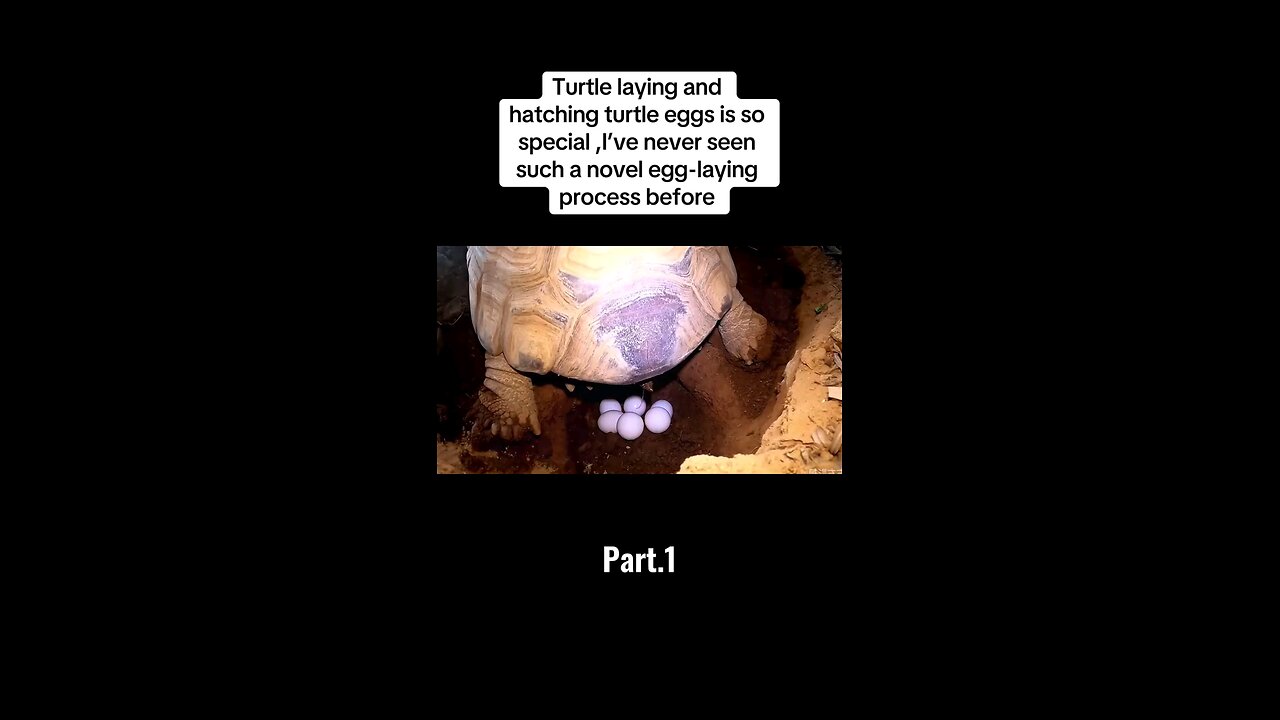 Turtle Laying and hatching is so special