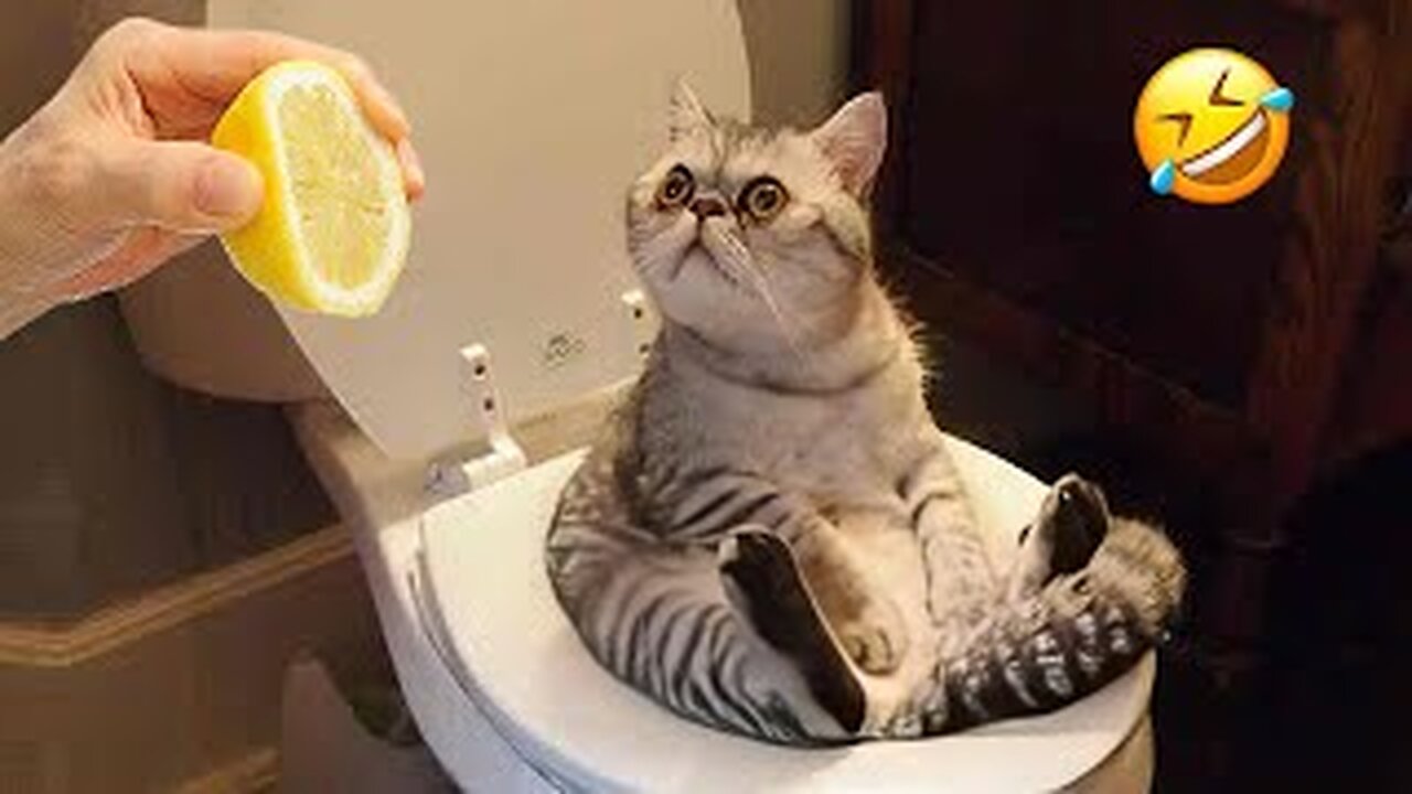 Funniest Animals 😄 New Funny Cats and Dogs Videos 😹🐶