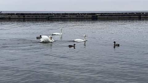 Flustered White Swan