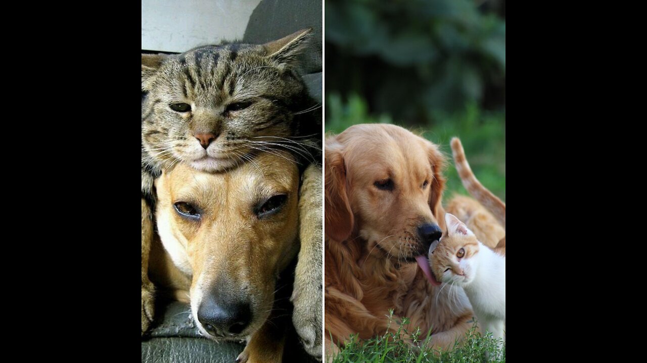 Unbelievable Video of Cat and Dog Friendship - You Won't Believe What Happens Next!