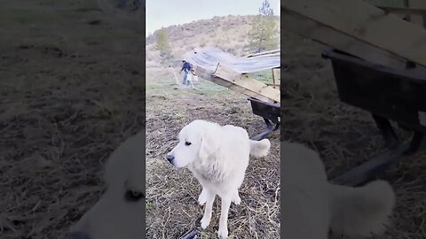 #homesteading #shorts