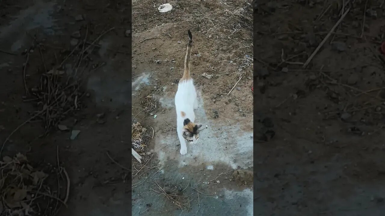 Small Cat getting down from Tree