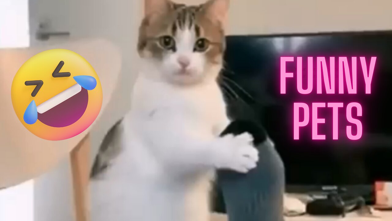 funny animal and cute pets 2023 video
