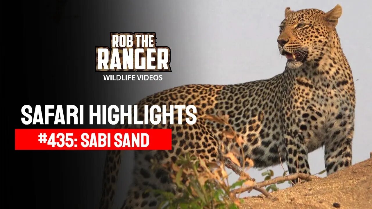 Safari Highlights #435: 27 - 30 September 2016 | Sabi Sand Wildtuin | Latest Wildlife Sightings