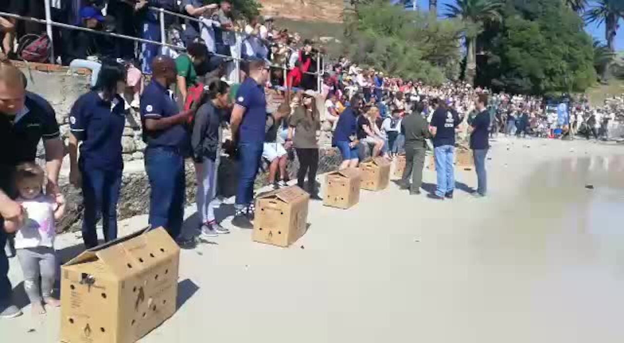 SOUTH AFRICA - Cape Town - Annual Penguin festival in Simons Town (VIDEO) (Nbn)