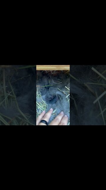 Champagne d’Argent First Litter Of Kits! 7 Babies. 🐇🥰 #shorts #rabbit #babybunnies #farm #iowa