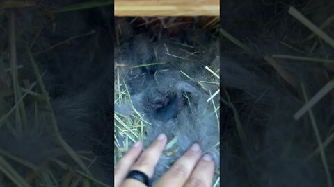 Champagne d’Argent First Litter Of Kits! 7 Babies. 🐇🥰 #shorts #rabbit #babybunnies #farm #iowa