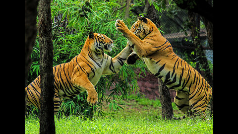 Wow ! Dangerous moments in a forest. When two Tigers face battle 🔥💪