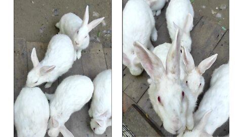 Bunnies in the Zoo