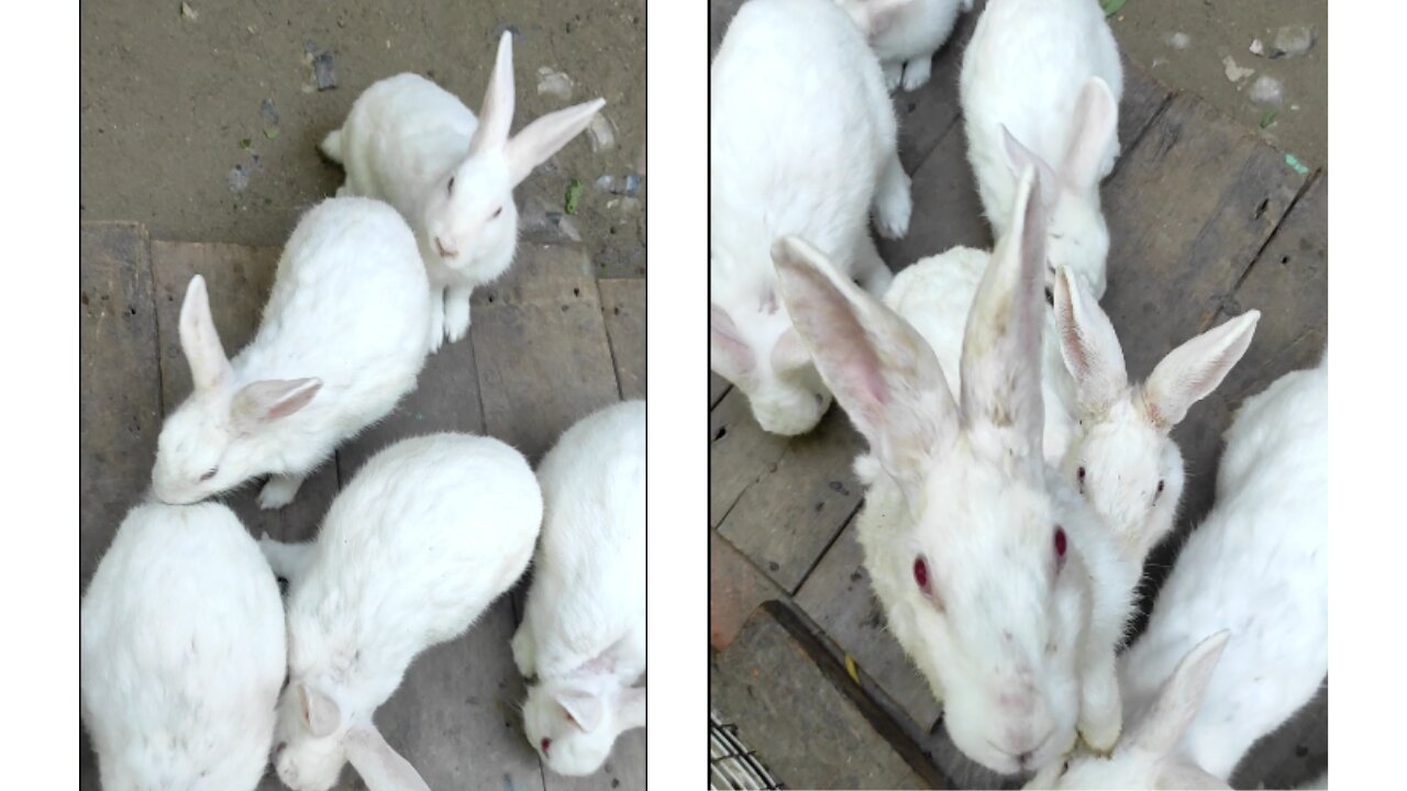 Bunnies in the Zoo