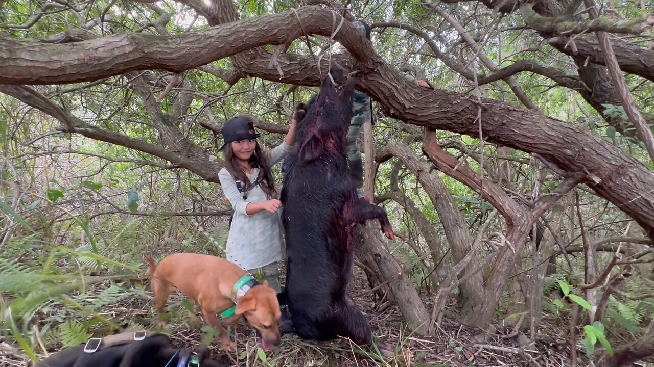 Hard working dogs and three hogs