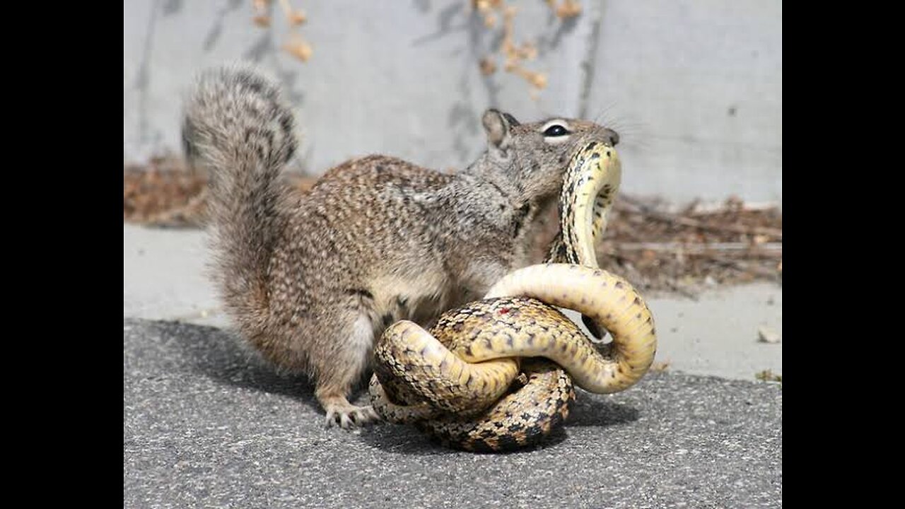 SHOCKING!!! Squirrel vs Snake. THE ENDING IS VERY EXCITING