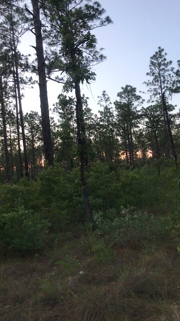 The night jar, the night “hawk”.