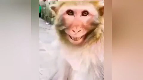 TOP 50 MOST POPULAR FUNNY ANİMAL VİDEOS!!! - Part 2
