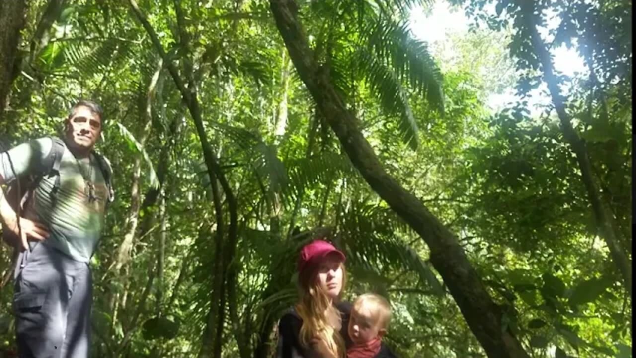 Giant Wild Ayahuasca Vine Near Zamora Ecuador