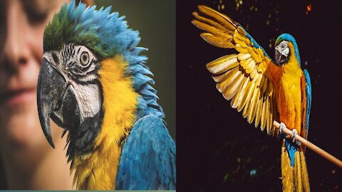 Most beautiful breeds of Parrots in the world || 2021 Breeds of Parrots