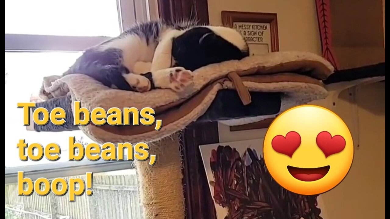 Toe beans, toe beans, BOOP!
