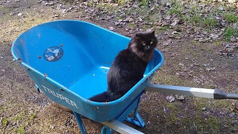 Fluffy Helps With the Garden