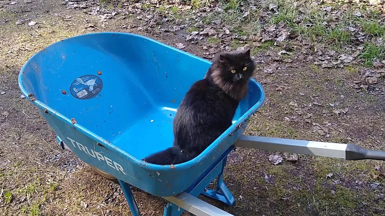 Fluffy Helps With the Garden