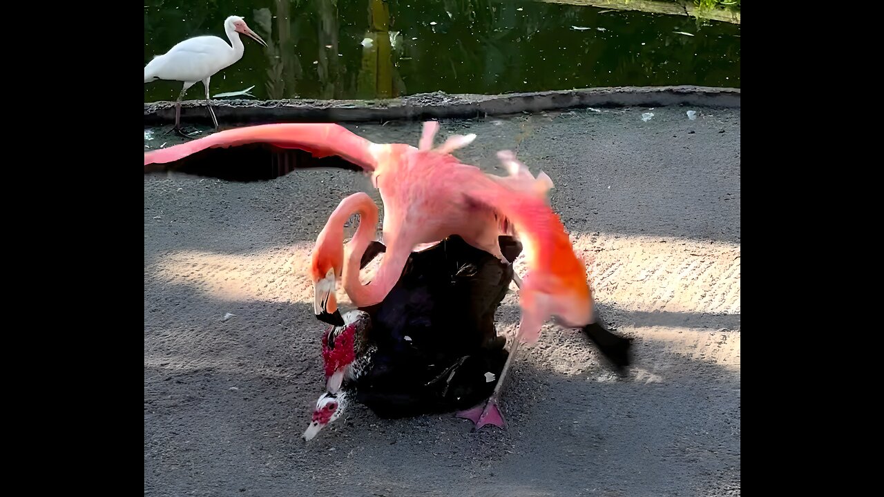 Horny Flamingo Tries To MATE with DUCKS!