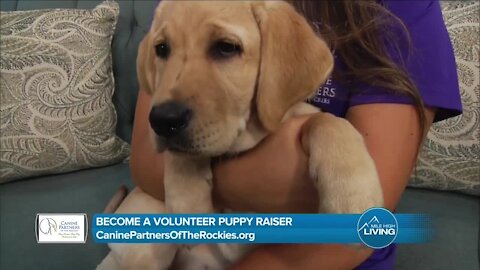 Become A Volunteer Puppy Raiser // Canine Partners