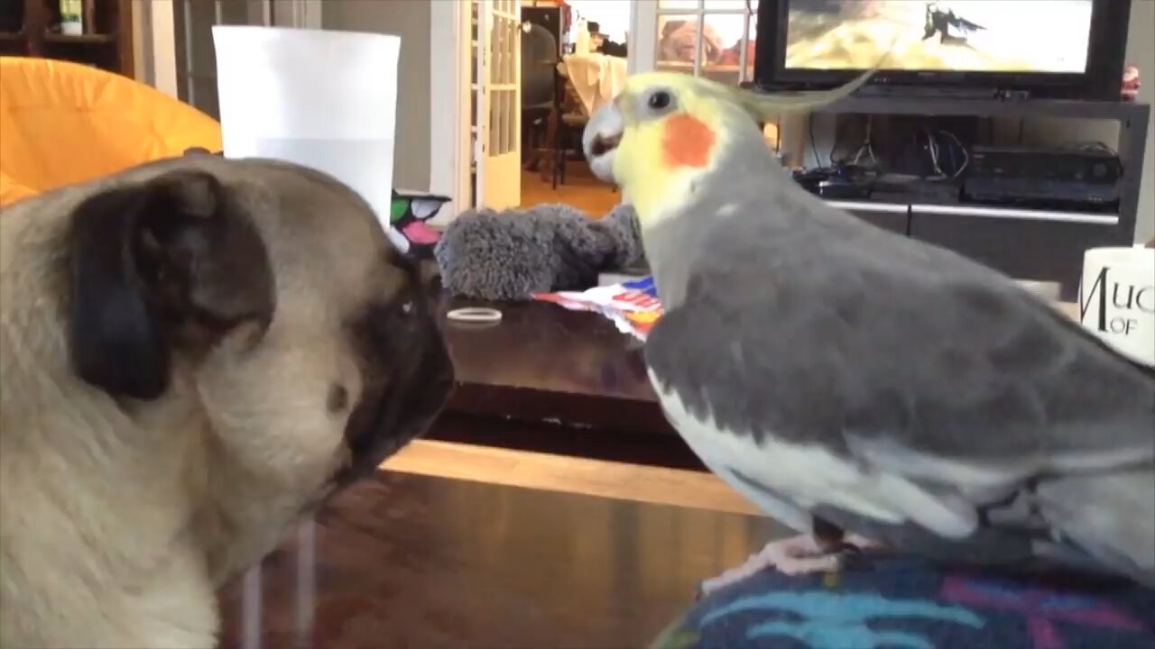 funny bird's video