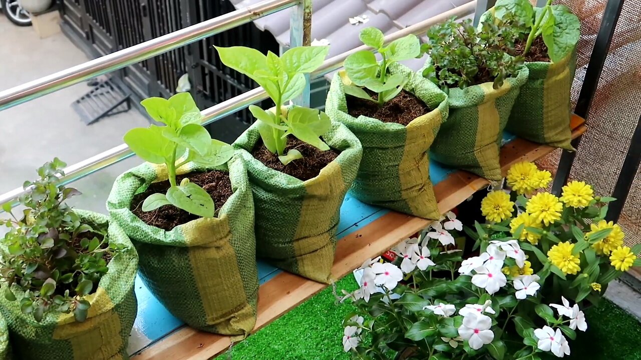 How to grow vegetable in bags by organic garbage for your small garden