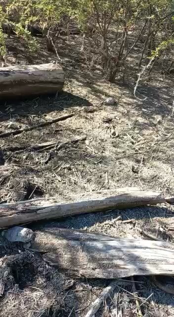 Buscando enbone para los árboles