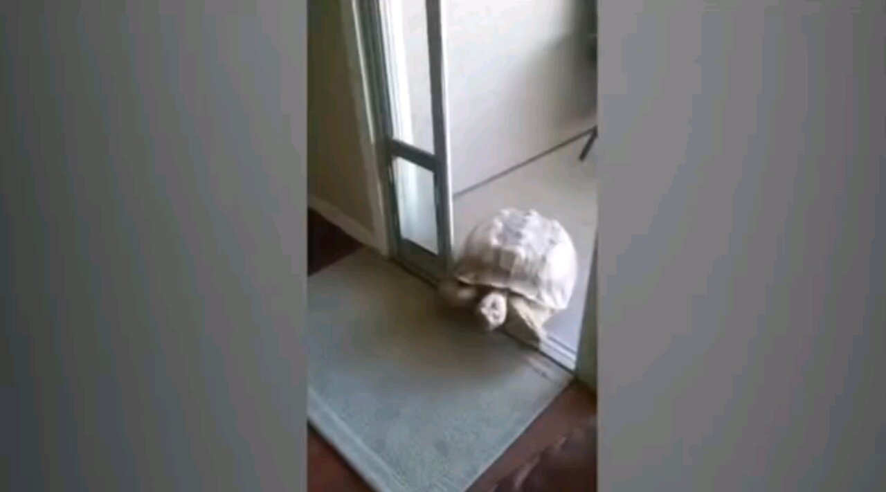 Turtle trying to eat some dog food