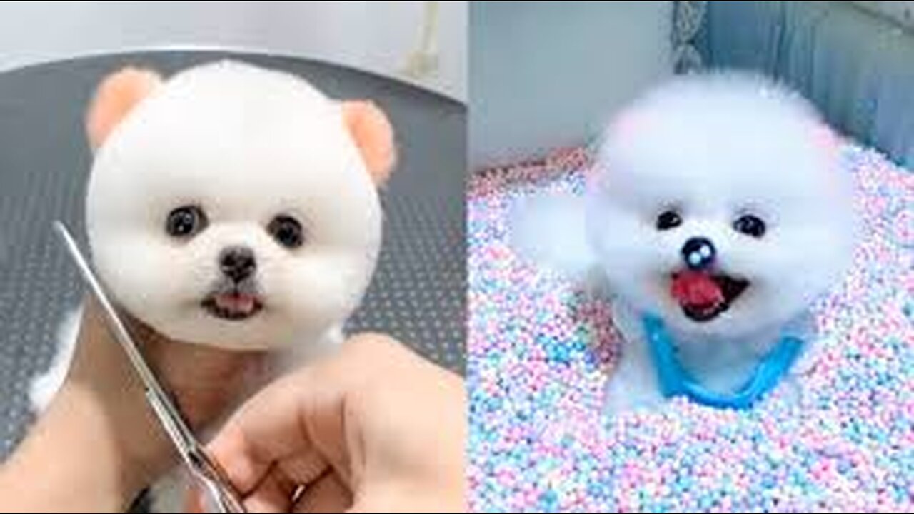 Cute and Funny Dog Videos Compilation #2