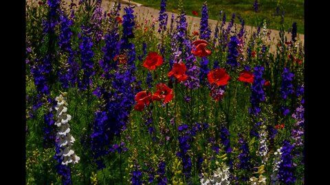 Summer Nature Scenes with Rain and Thunder for Stress Relief and Relaxation