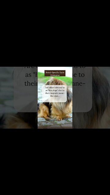 Captivating Facts about Pekingese