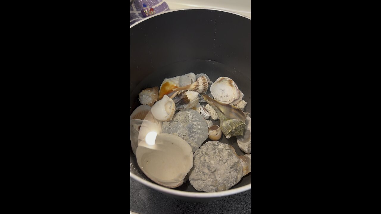 It Is So Hot This Summer Even The Shells Are Boiling 🥵 #FYP #Seashell #Boiling #4K #DolbyVision