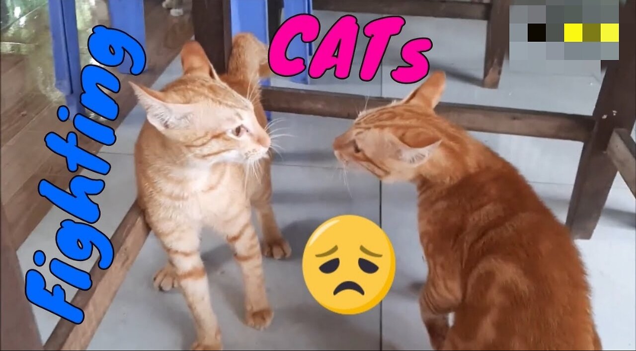 Cats fighting and meowing