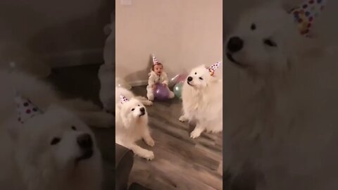 Dogs sing for a child's birthday